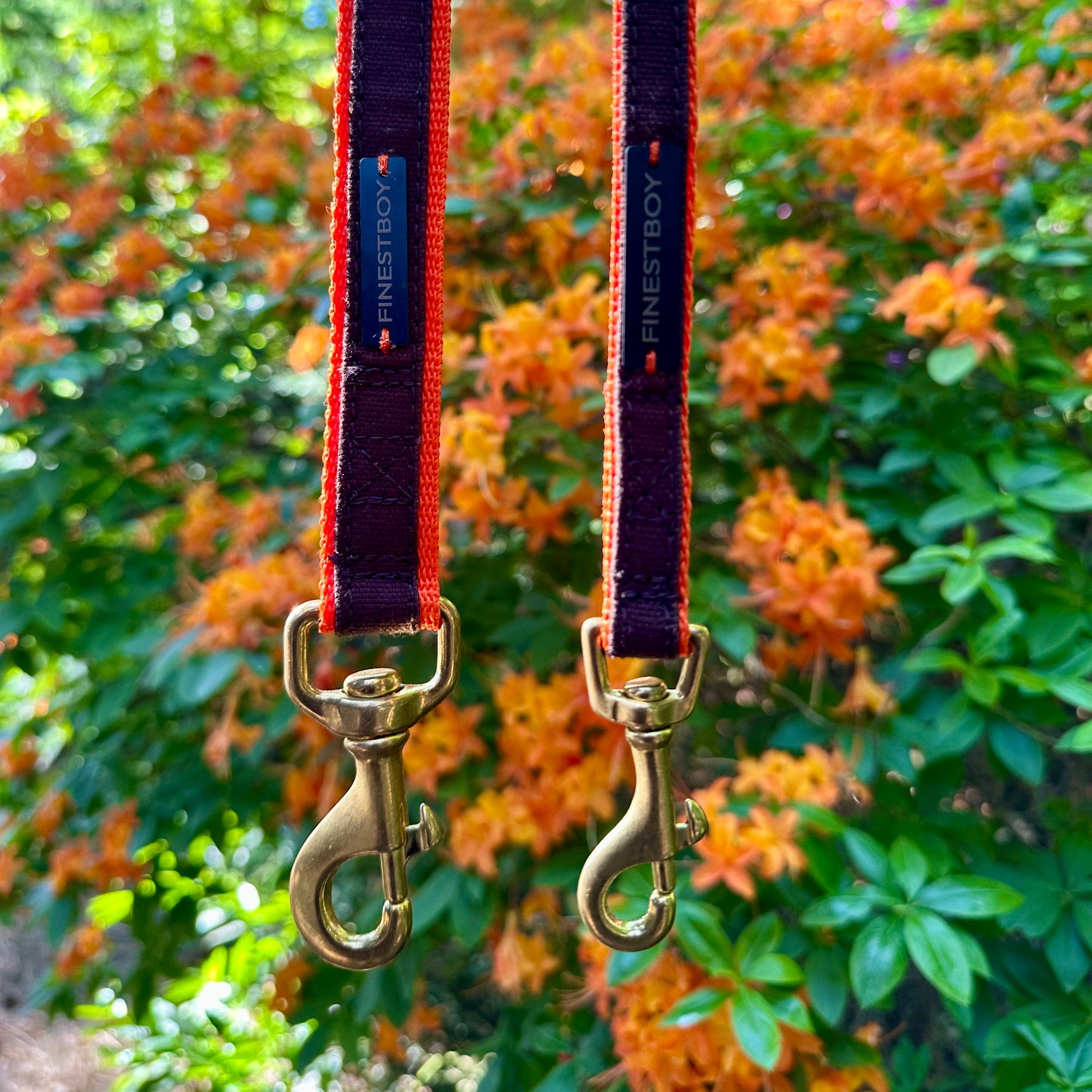 Zwei handgefertigte FINESTBOY-Hundeleinen, 15mm und 25mm, orangenes Gurtband mit dunkelbraunem Canvas-Streifen und Vollmessing-Karabiner, hängend vor orangenen Blüten im Hamburger Stadtpark