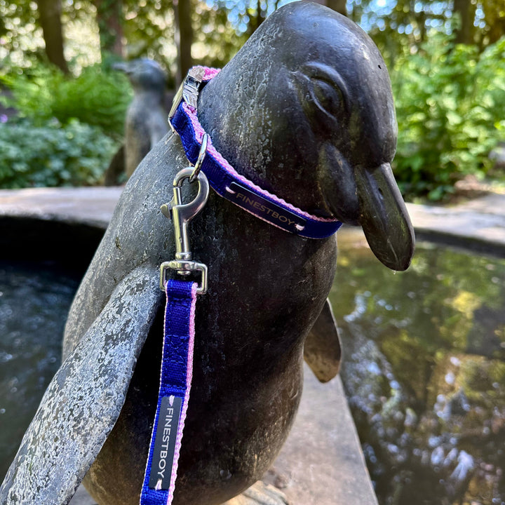 Pinguin trägt FINESTBOY-Bundle aus Halsband und Leine, 15mm, rosafarbenes Gurtband mit royalblauem Canvas-Streifen und verchromten Vollmessing-Applikationen, verchromter Metallsteckschnalle und Edelstahl-Karabiner, im Hamburger Stadtpark an einer Pinguin-Skulptur
