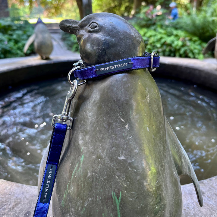 Pinguin trägt FINESTBOY-Bundle aus Halsband und Leine, 15mm, schwarzes Gurtband mit royalblauem Canvas-Streifen und verchromten Vollmessing-Applikationen, verchromter Metallsteckschnalle und Edelstahl-Karabiner, im Hamburger Stadtpark an einer Pinguin-Skulptur