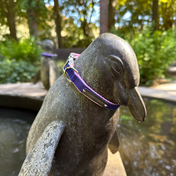 Pinguin trägt FINESTBOY-Halsband, 15mm, rosafarbenes Gurtband mit royalblauem Canvas-Streifen und verchromten Vollmessing-Applikationen und verchromter Metallsteckschnalle, im Hamburger Stadtpark an einer Pinguin-Skulptur